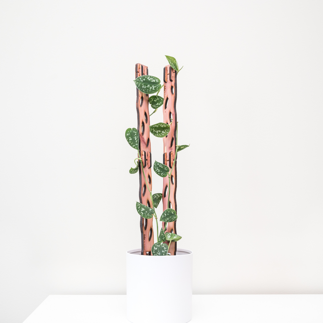 Zella - Wooden Extendable Plant Support